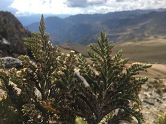 Andicolea ferruginea