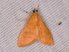 Pyrausta pseudonythesalis