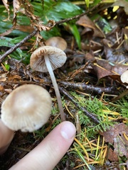 Mycena clavicularis