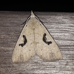 Rhosologia tripuncta