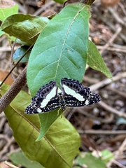 Euptera kinugnana kinugnana