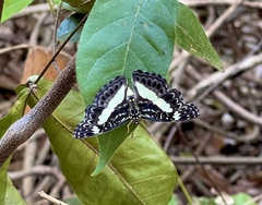 Euptera kinugnana kinugnana