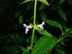 Stachys boraginoides