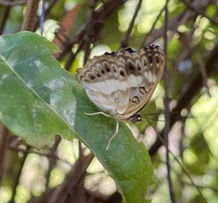 Euptera kinugnana kinugnana