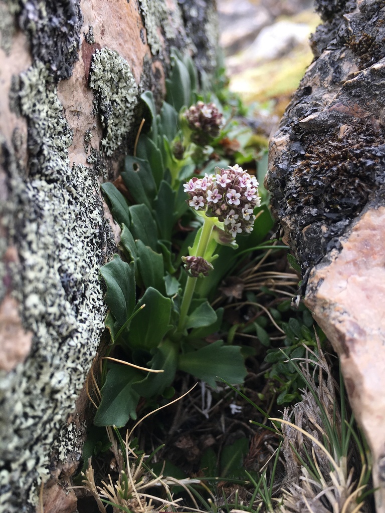 Valeriana nivalis