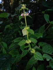 Stachys boraginoides