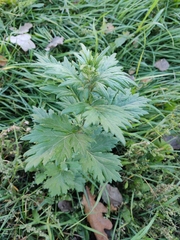 Artemisia vulgaris