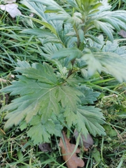 Artemisia vulgaris