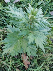 Artemisia vulgaris