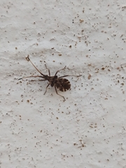 Centrocoris variegatus