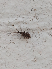 Centrocoris variegatus