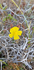 Fumana thymifolia