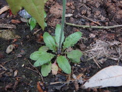 Arabidopsis thaliana