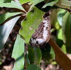 Euptera