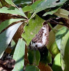 Euptera