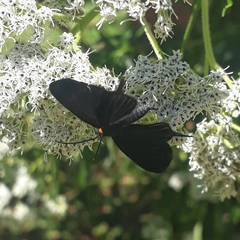 Barbicornis basilis acroleuca
