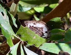 Euptera