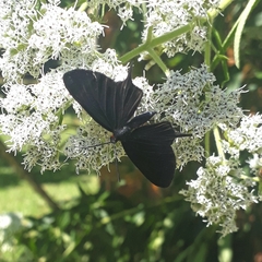 Barbicornis basilis acroleuca