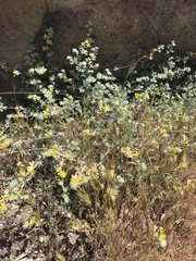 Acmispon argophyllus