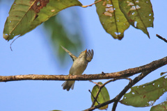 Phylloscopus borealis