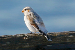 Plectrophenax hyperboreus