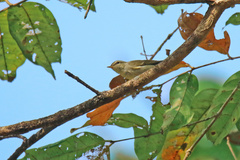 Phylloscopus borealis