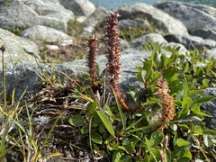 Salix arctophila