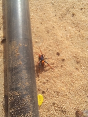 Psammorygma aculeatum