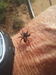 Psammorygma aculeatum