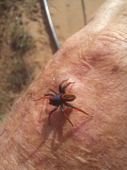 Psammorygma aculeatum