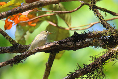 Phylloscopus borealis