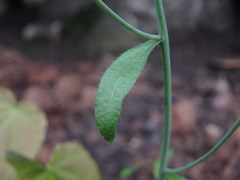 Arabidopsis thaliana