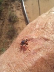 Psammorygma aculeatum