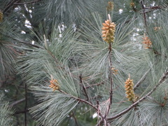 Pinus maximartinezii