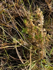 Stellaria humifusa