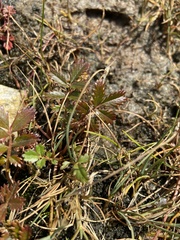 Argentina subarctica