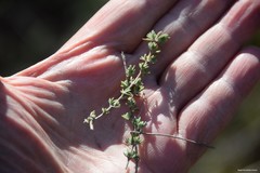 Thymus lacaitae