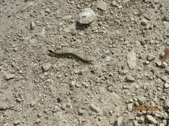 Scolopendra cingulata