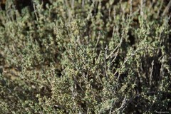 Thymus lacaitae