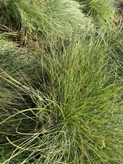 Carex glareosa