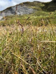 Carex rariflora