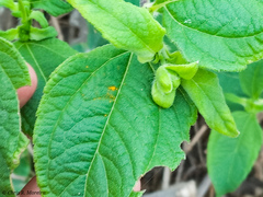 Wedelia grandiflora