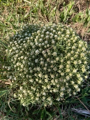 Helichrysum asperum comosum