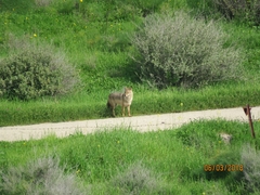 Canis aureus syriacus