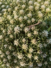 Helichrysum asperum comosum