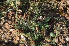 Astragalus monspessulanus