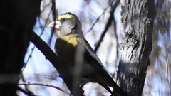 Coccothraustes vespertinus brooksi