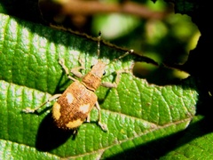 Mimographus