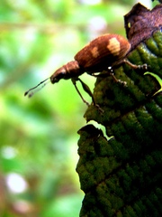 Mimographus
