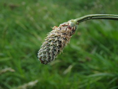 Plantago lanceolata